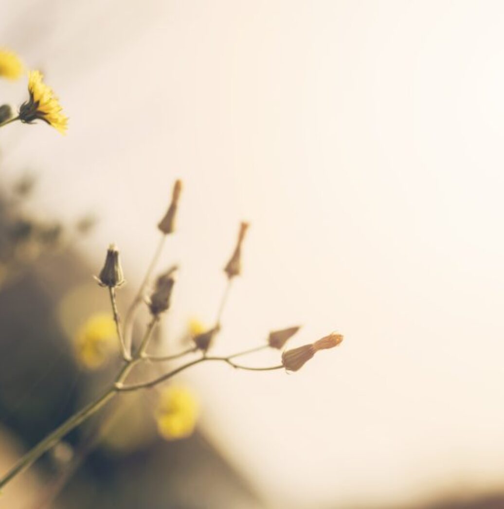 close-up-yellow-flower-with-bud